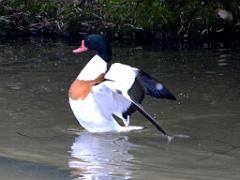 101PARC AUX OISEAUX DANS L AIN 2016 1_000057